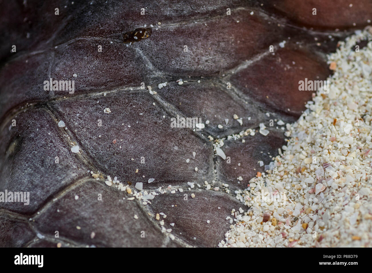 Loggerhead Turtle - Unechte Karettschildkröte - Caretta caretta, Oman, skin of a dead carcass at beach Stock Photo