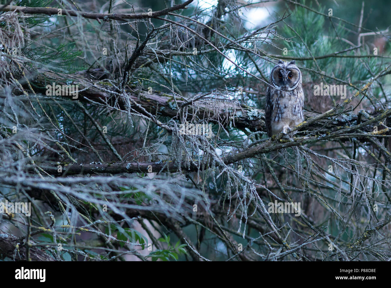 Long-eared Owl - Waldohreule - Asio otus otus, Germany Stock Photo