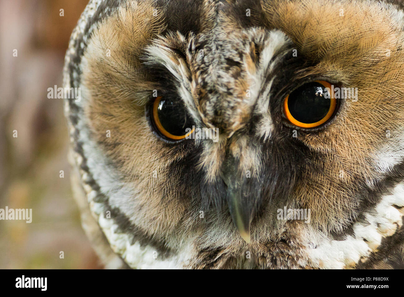 Long-eared Owl - Waldohreule - Asio otus otus, Germany Stock Photo