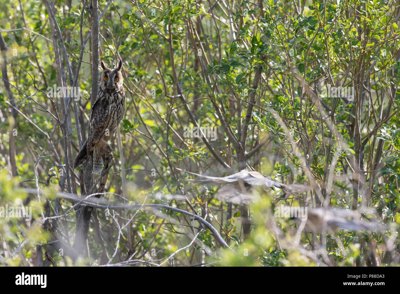 Long-eared Owl - Waldohreule - Asio otus otus, Russia (Baikal), adult, attacked by Asian Blue Magpie Stock Photo