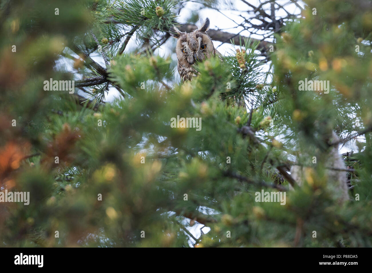 Long-eared Owl - Waldohreule - Asio otus otus, Russia (Baikal), adult Stock Photo