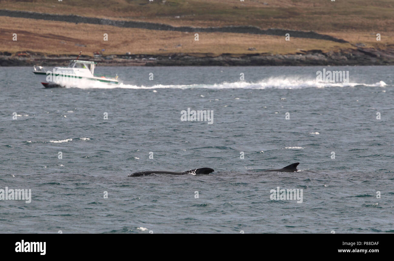 Griend, Long-finned Pilot Whale, Globicephala melas Stock Photo
