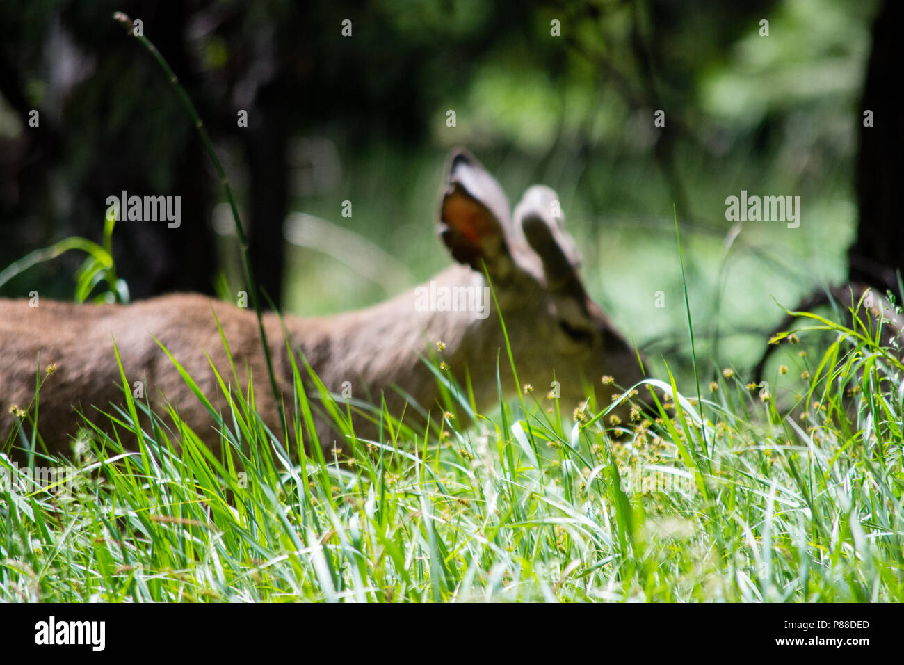 California Mule Deer in Yosemite National Park Stock Photo