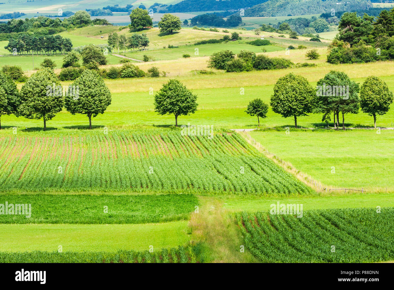 Mais akker in de Eifel; Corn field in the Eifel Stock Photo