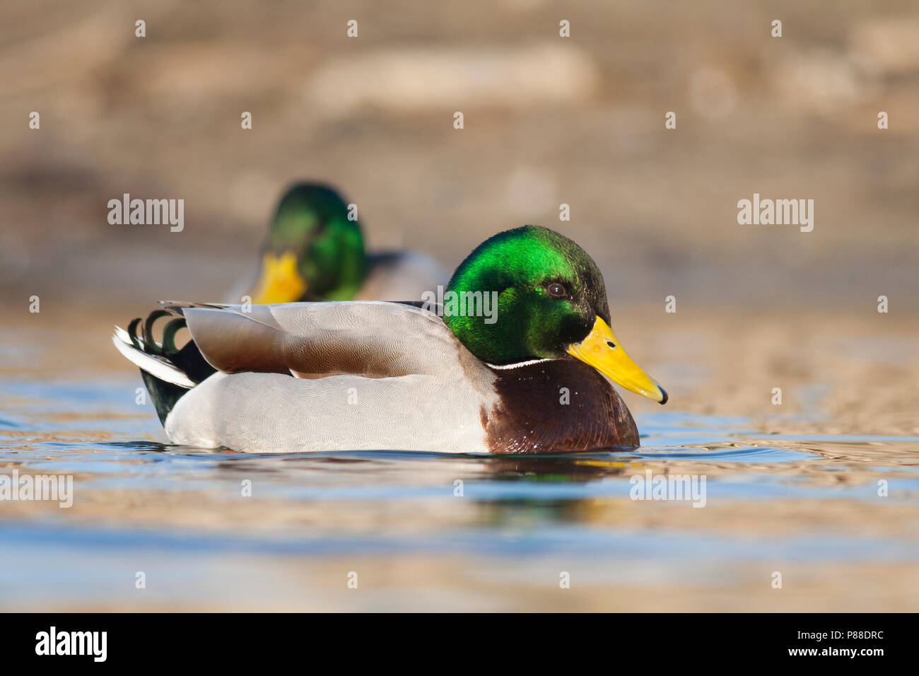 Mallard - Stockente - Anas platyrhynchos ssp. platyrhynchos, Germany, adult male Stock Photo