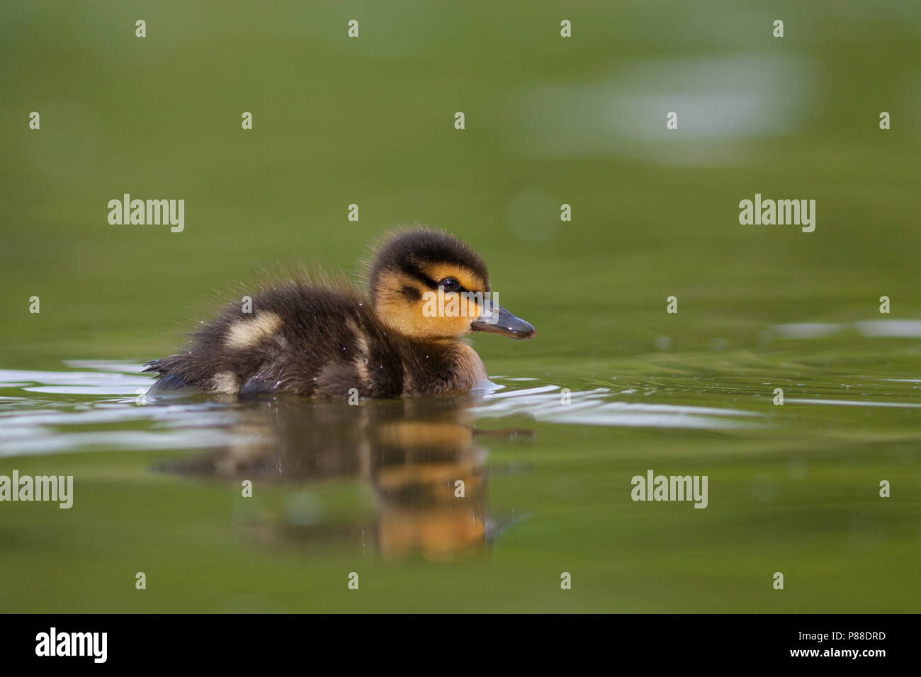 Mallard - Stockente - Anas platyrhynchos ssp. platyrhynchos, Germany, duckling Stock Photo