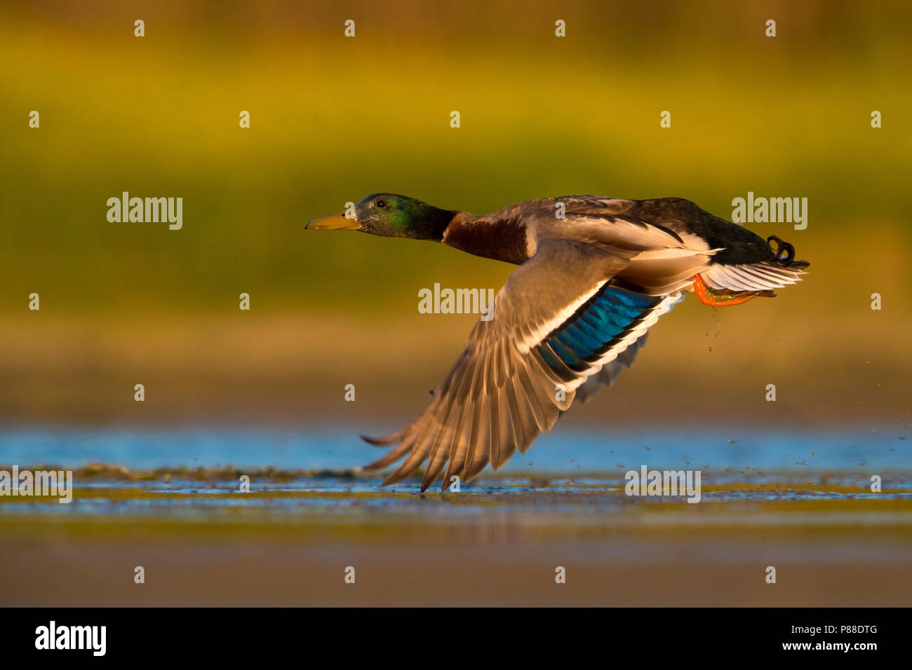 A drake Mallard in flight over a masrh in Italy. Stock Photo