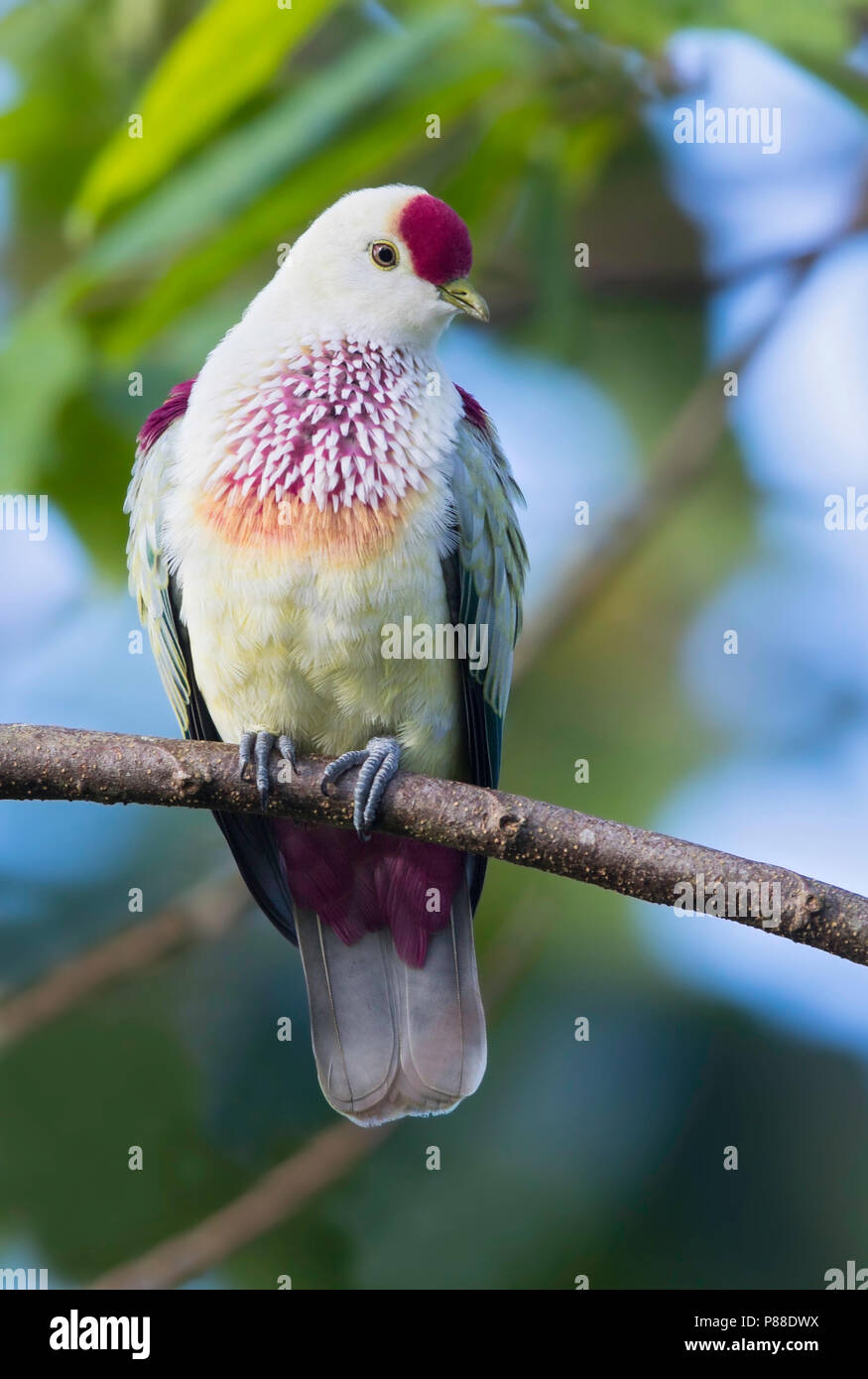 Many-coloured Fruit-dove (Ptilinopus perousii) occurs on islands in the south-west Pacific Ocean where it is found in Fiji, the Samoan Islands, and To Stock Photo