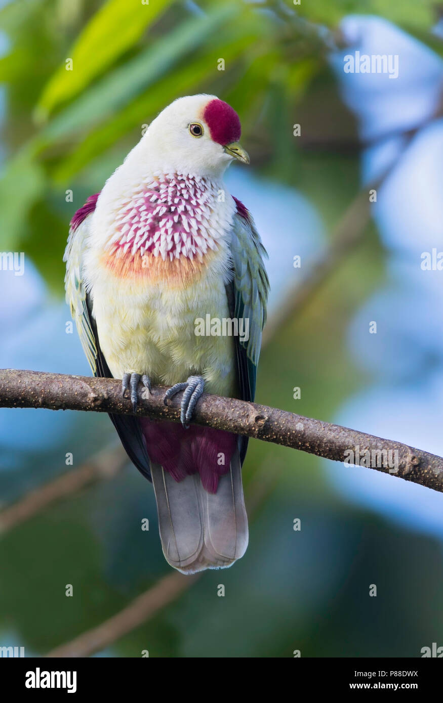 many-coloured-fruit-dove-ptilinopus-perousii-occurs-on-islands-in-the