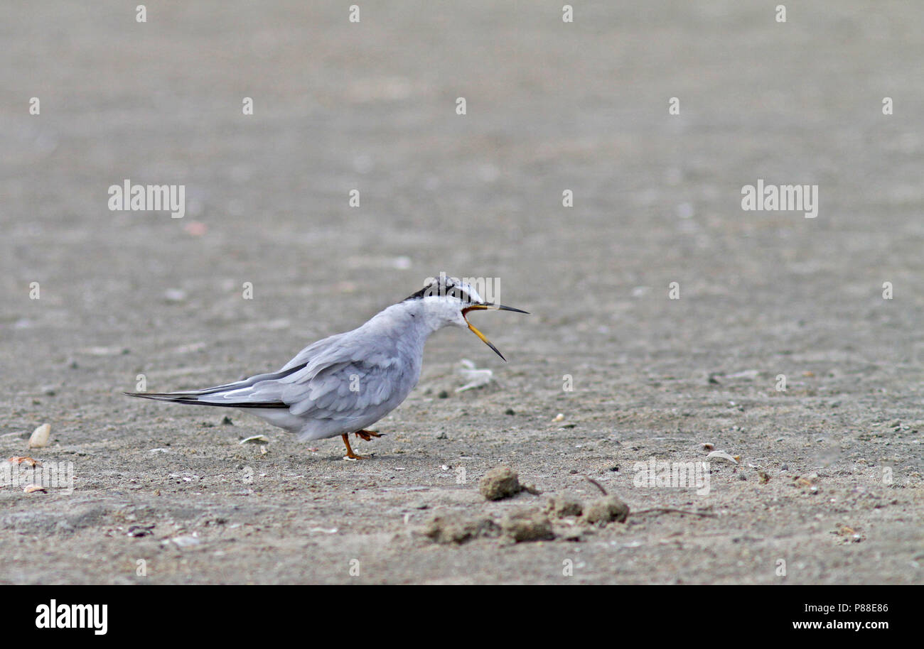 Peruvian Tern (Sternula lorata) calling at the beach. Stock Photo
