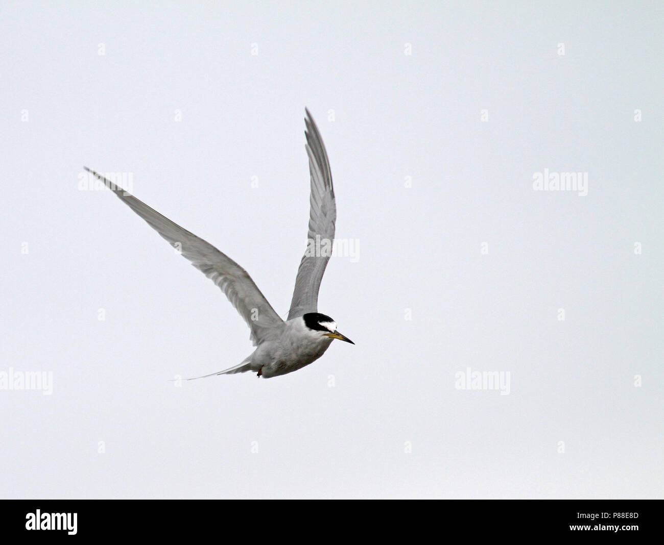 Peruvian Tern (Sternula lorata) in flight. Stock Photo