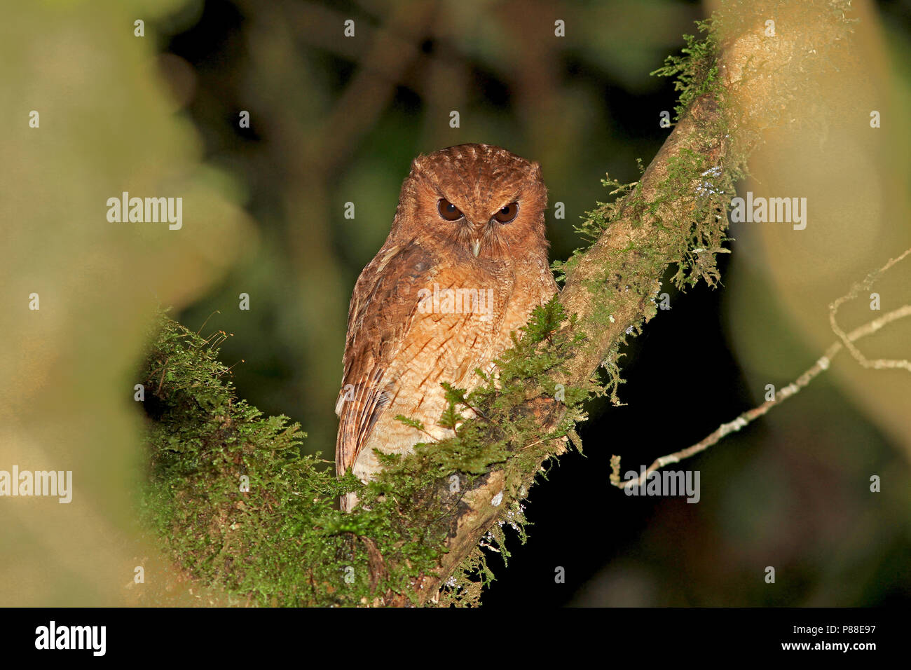 Colombian Screech Owl (Megascops colombianus) during the night in Colombia. Stock Photo