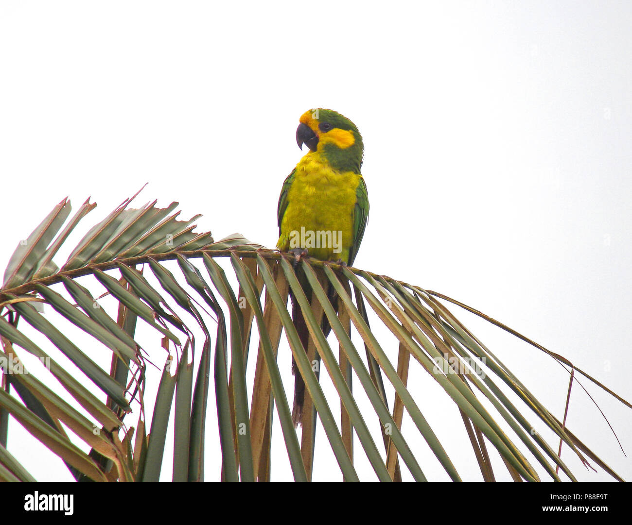 Yellow-eared Parrot (Ognorhynchus icterotis) an endangered species of the Colombian Andes. Stock Photo