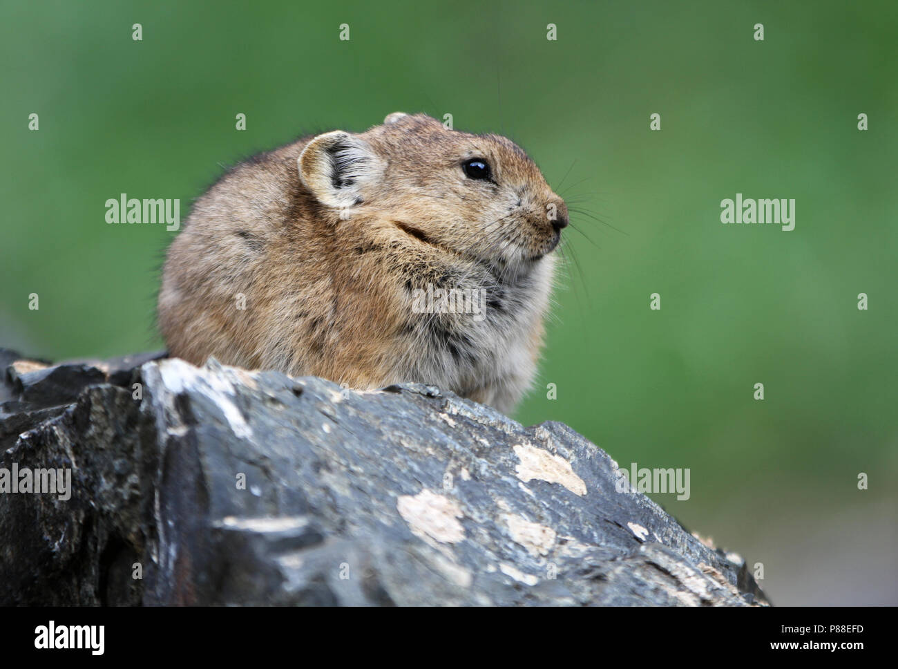 Pallas's Pika, Ochotona pallasi Stock Photo - Alamy
