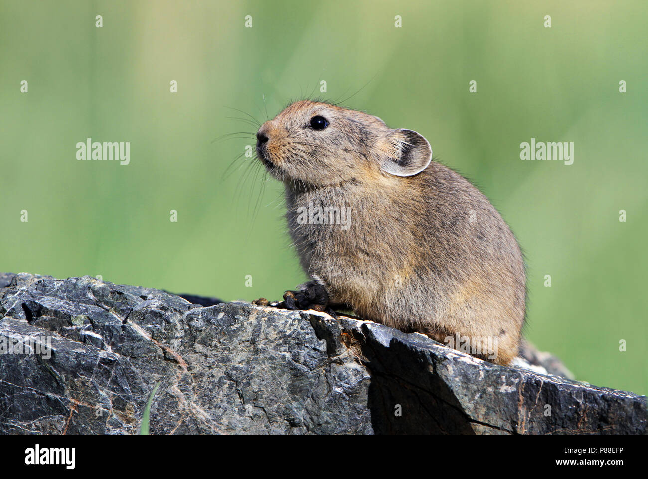 Pallas's Pika, Ochotona pallasi Stock Photo - Alamy