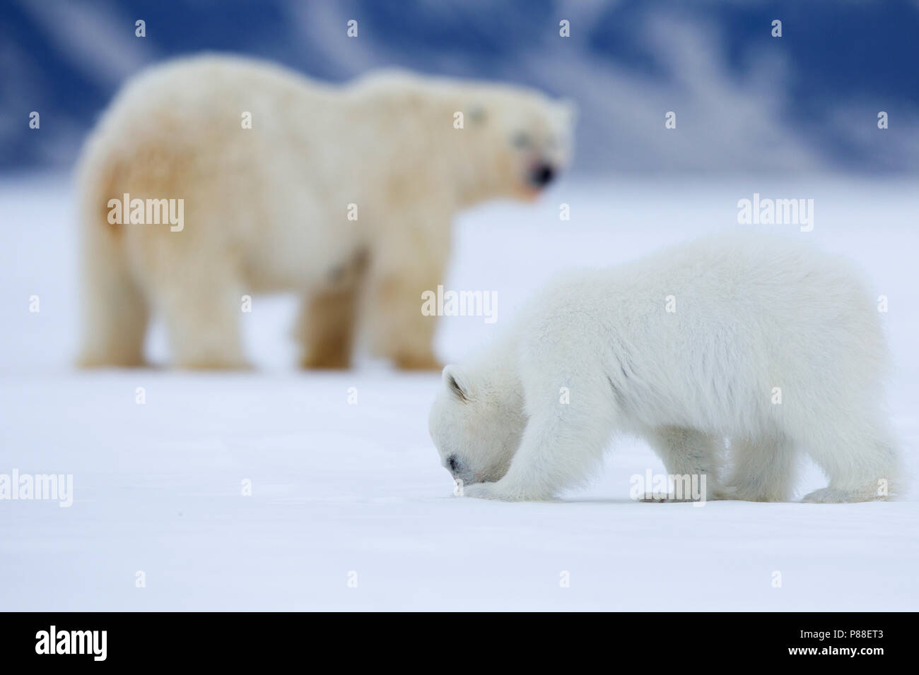 IJsbeer vrouw met jongen; Polar Bear mother with cubs Stock Photo - Alamy