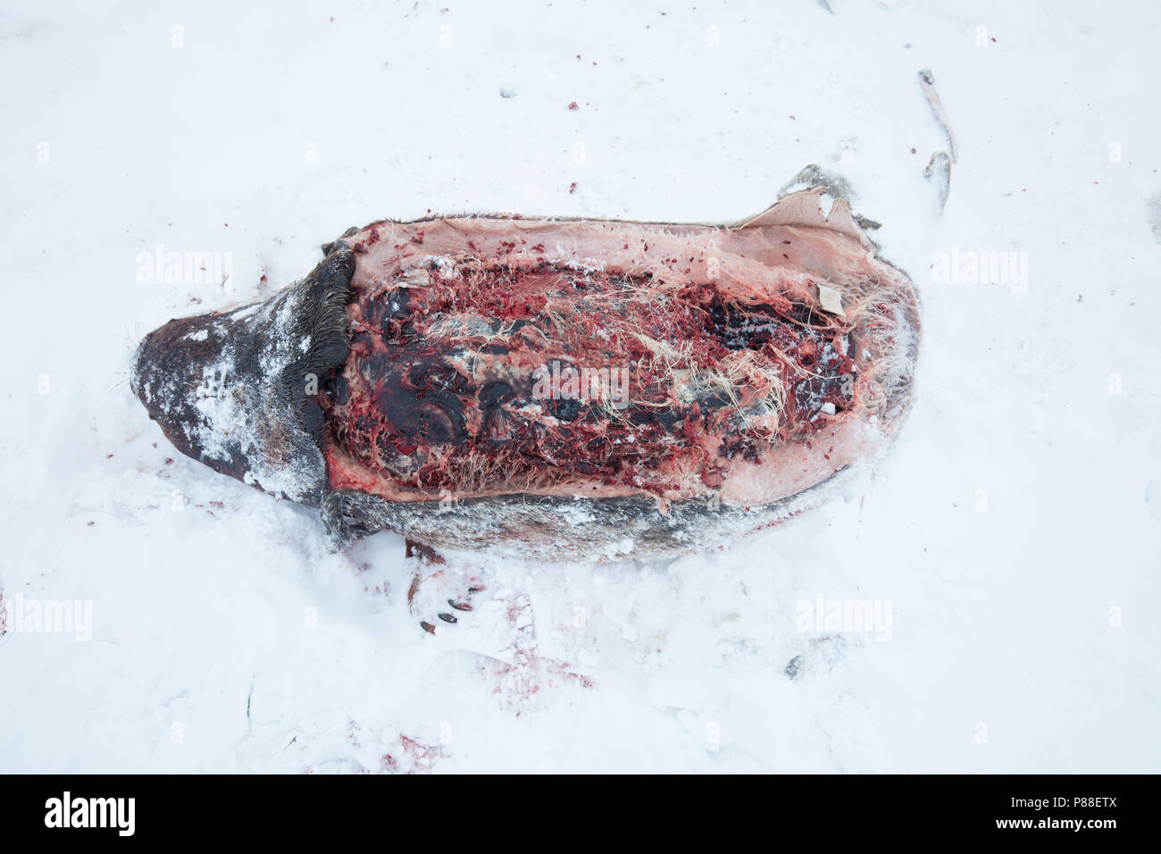 Freshly killed Ringed Seal (Pusa hispida) and partly eaten by Polar Bear on Svalbard, North Pole. Stock Photo