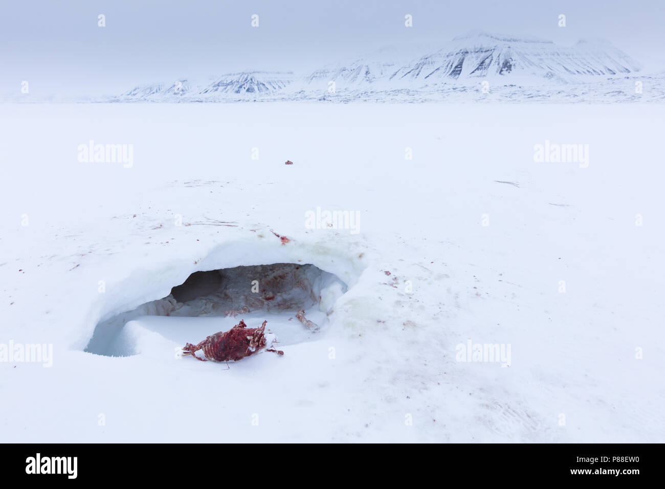 Freshly killed Ringed Seal (Pusa hispida) in exposed den due to global warming. Killed and partly eaten by Polar Bear on Svalbard, North Pole. Stock Photo