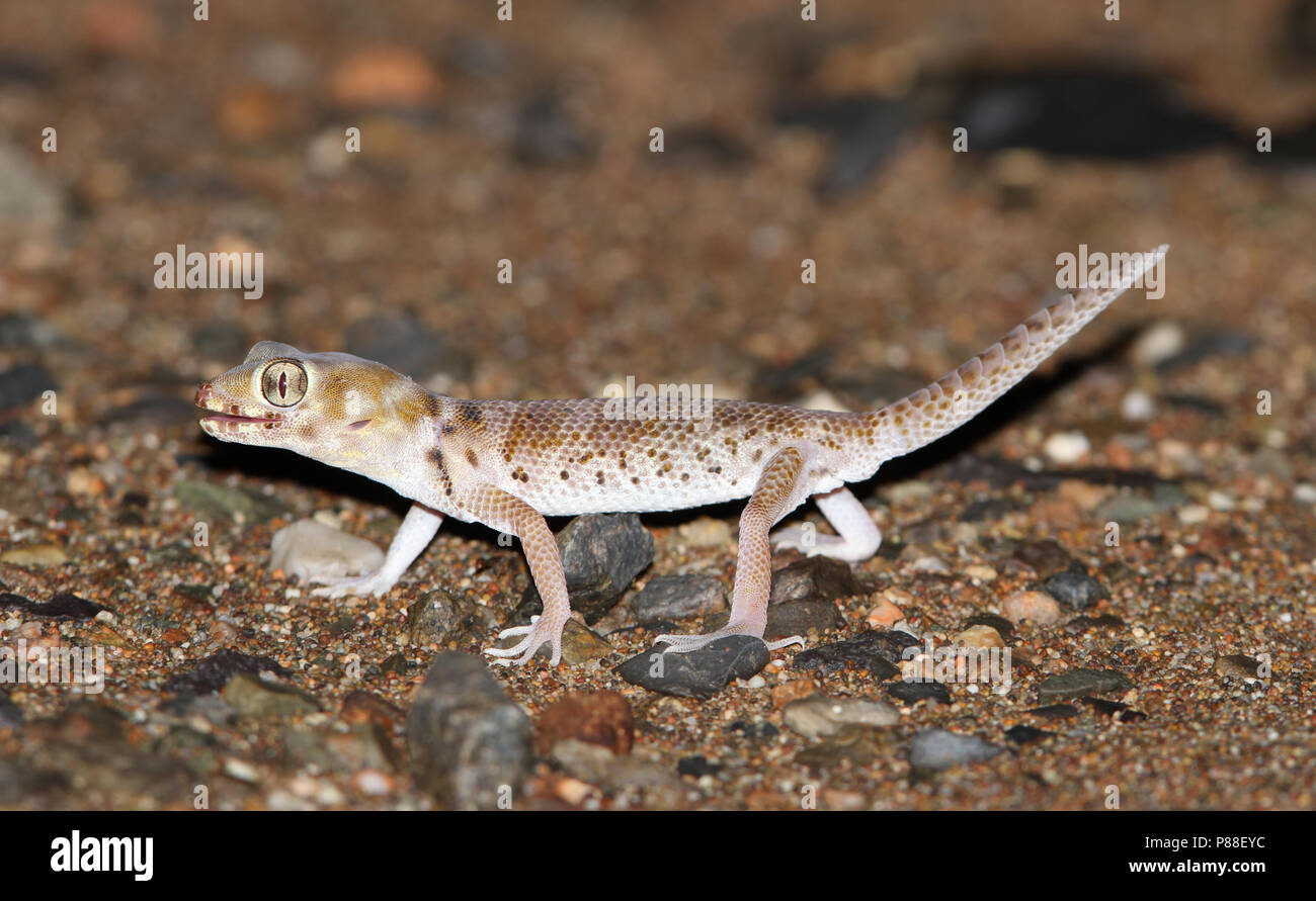 Plate-tailed Gecko (Teratoscincus przewalskii), also known as Przewalski’s wonder Gecko Stock Photo