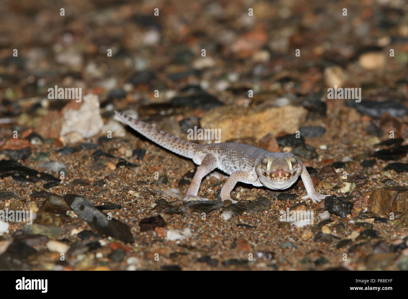 Plate-tailed Gecko (Teratoscincus przewalskii), also known as Przewalski’s wonder Gecko Stock Photo