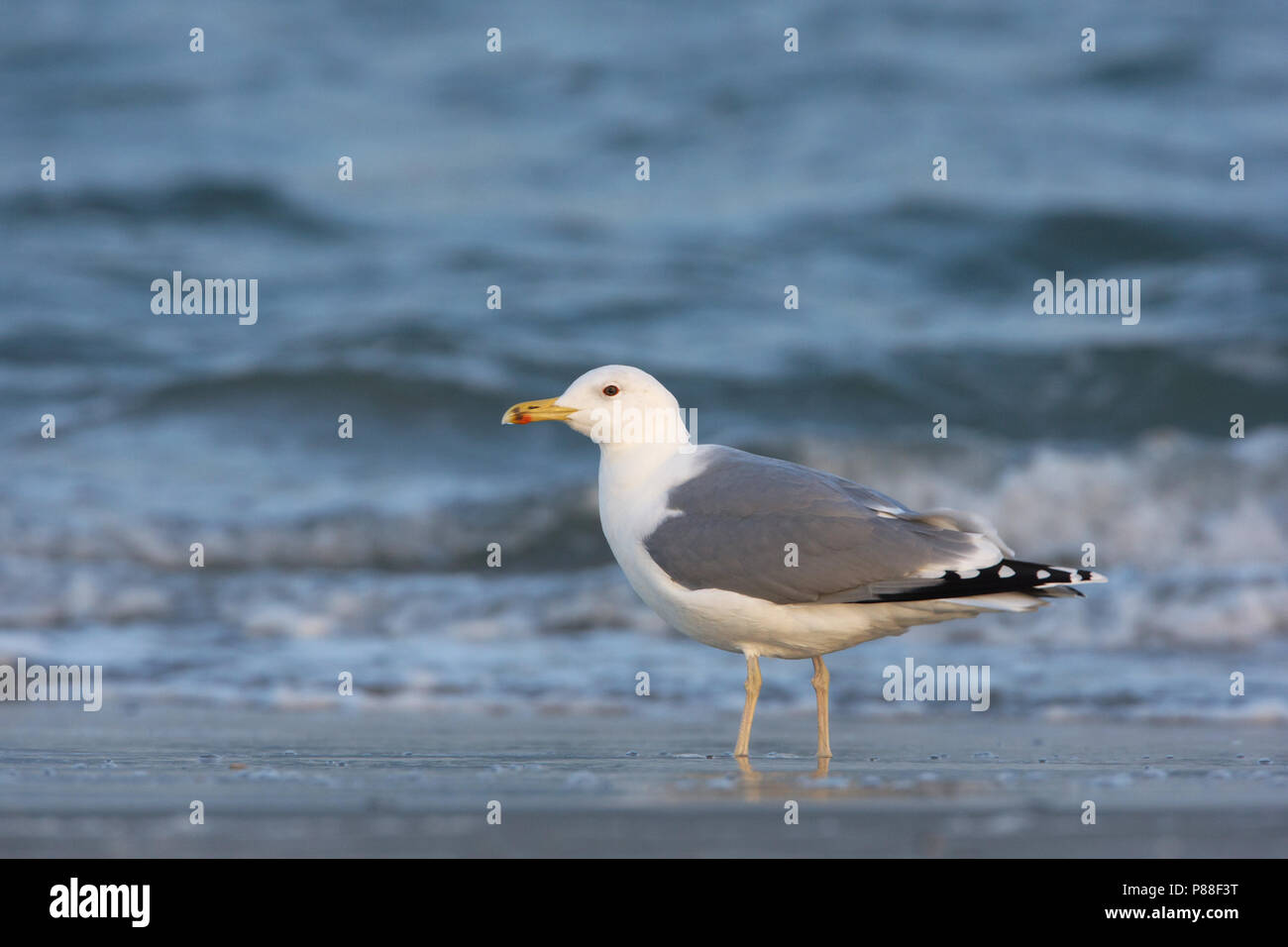 Caspian Gull, Pontische Meeuw, Larus cachinnans Stock Photo