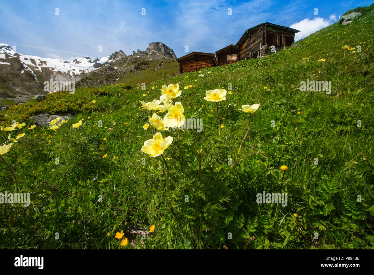 Gele alpenanemoon, Pulsatilla alpina subsp. apiifolia Stock Photo