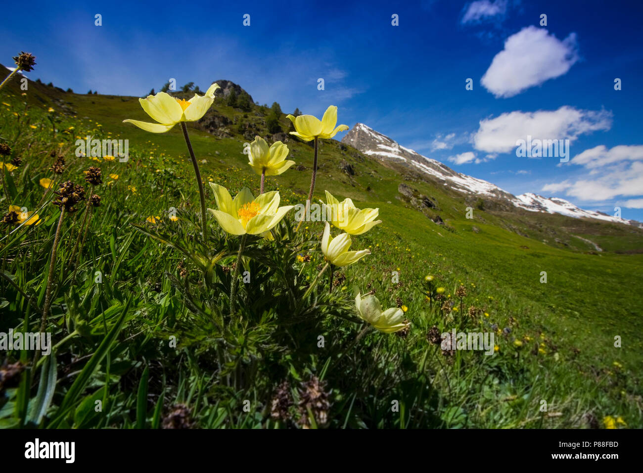 Gele alpenanemoon, Pulsatilla alpina subsp. apiifolia Stock Photo