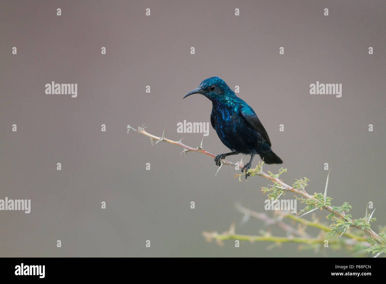 Purple Sunbird - Purpurnektarvogel - Cinnyris asiaticus, Oman, adult, male Stock Photo