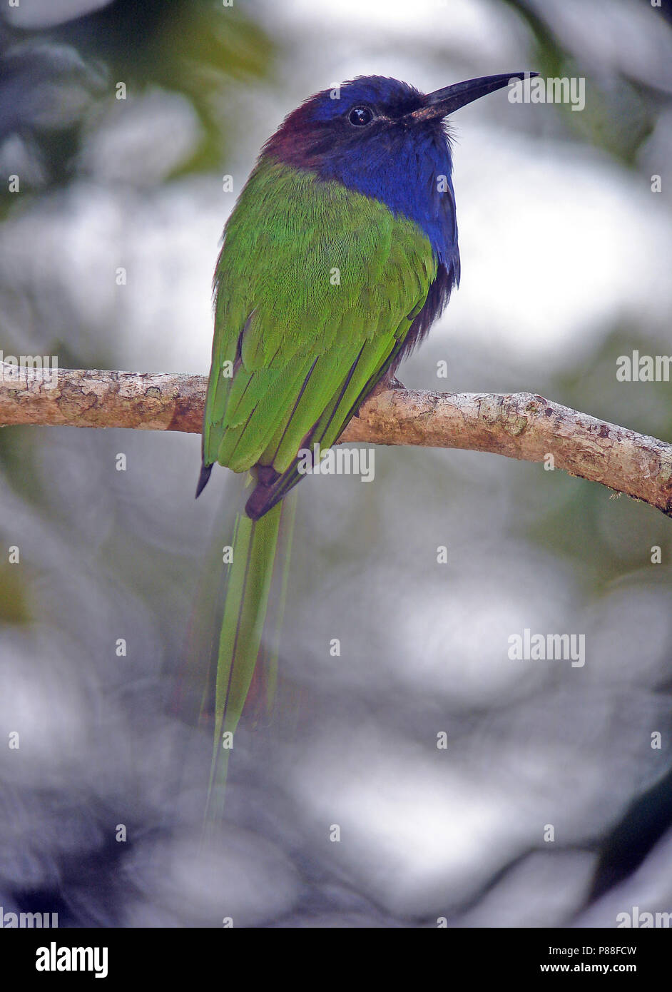 Meropogon hires stock photography and images Alamy