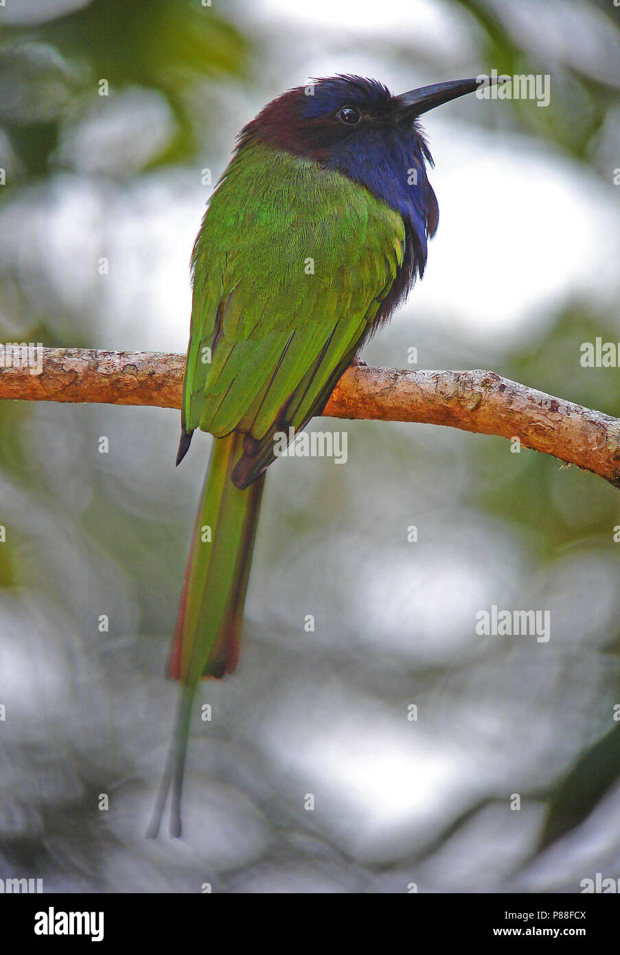 Endemic Purple-bearded Bee-eater (Meropogon forsteni) perched on a branch in Sulawesi. Stock Photo