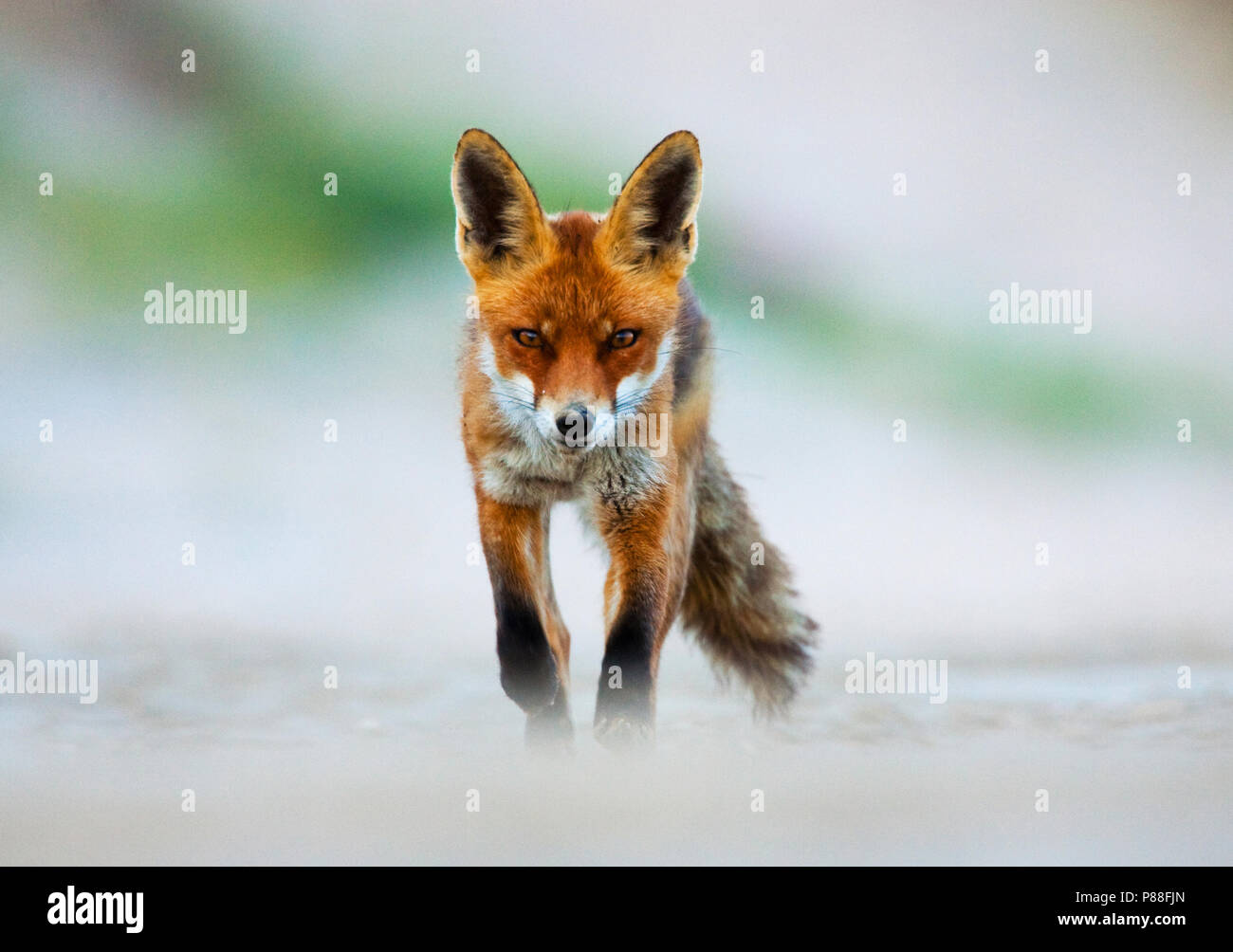 Vos, Red fox, Vulpes vulpes Stock Photo
