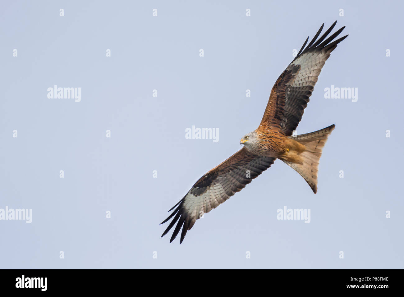 Red Kite - Rotmilan - Milvus milvus, Germany, 2nd cy Stock Photo