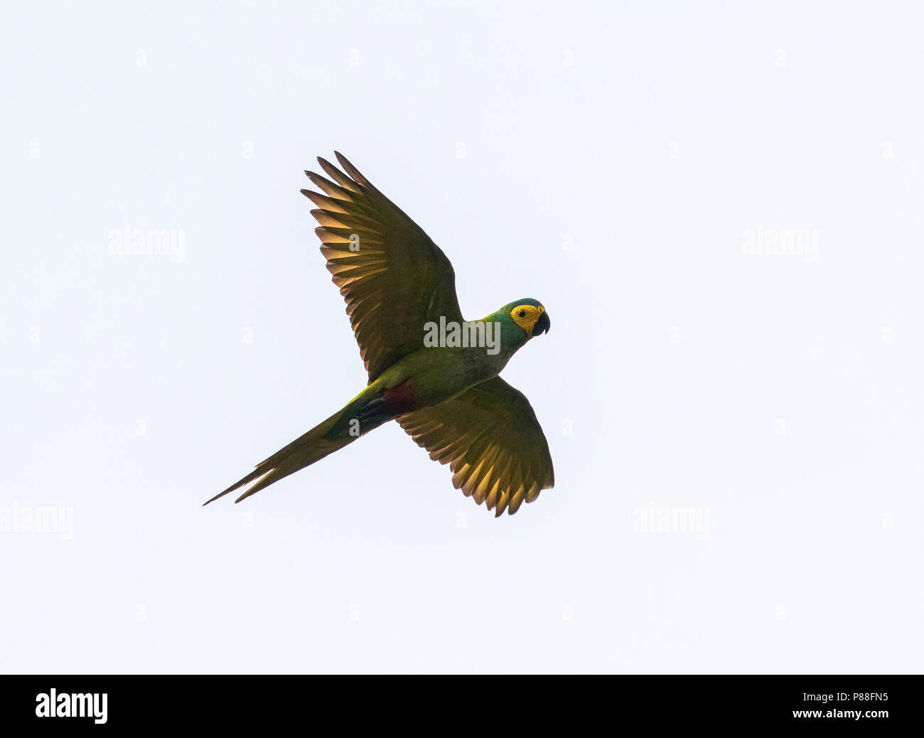 Red-bellied Macaw (Orthopsittaca manilatus) in flight over Trinidad. Stock Photo