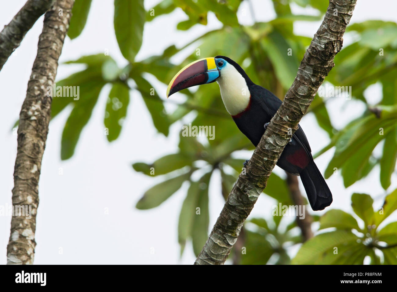 Red-billed Toucan (Ramphastos tucanus) perched in a treetop Stock Photo