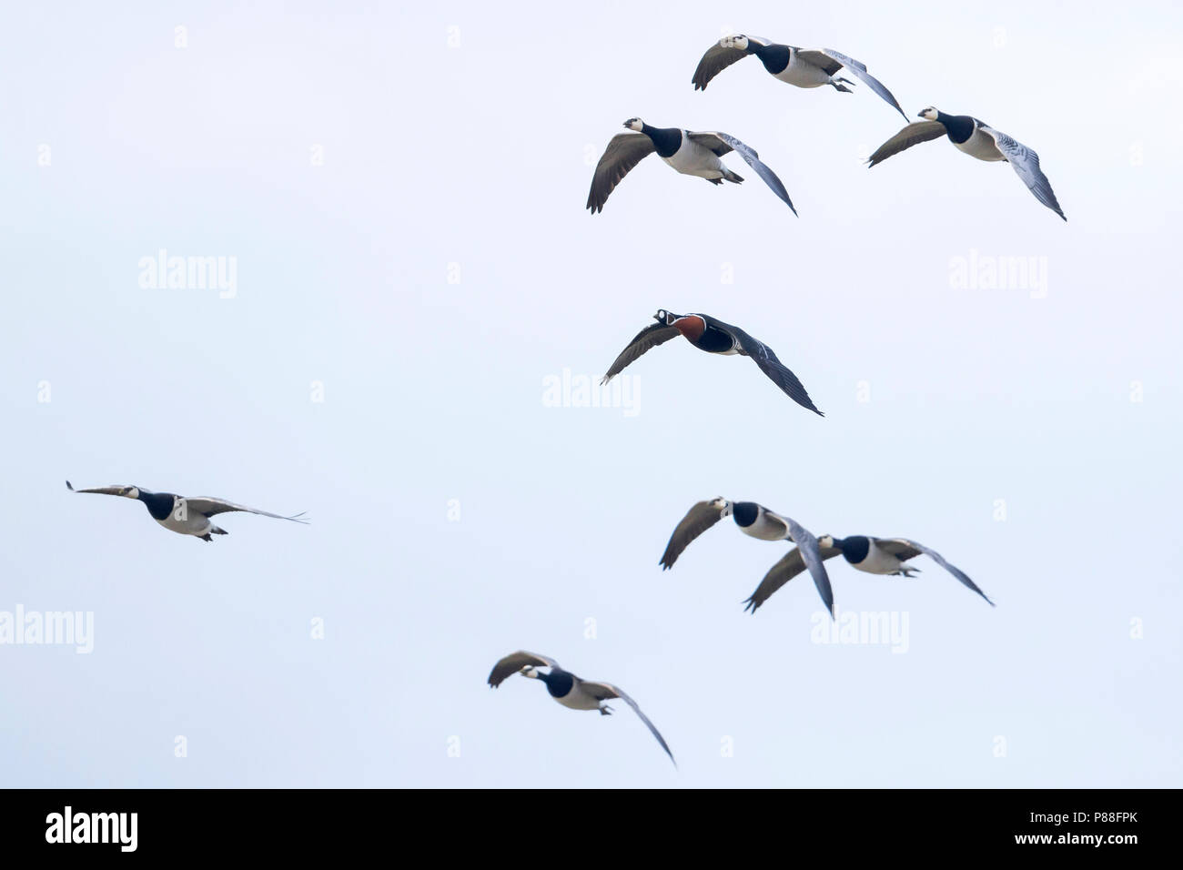 Red-breasted Goose - Rothalsgans - Branta ruficollis, Germany, adult with Barnacle Geese Stock Photo