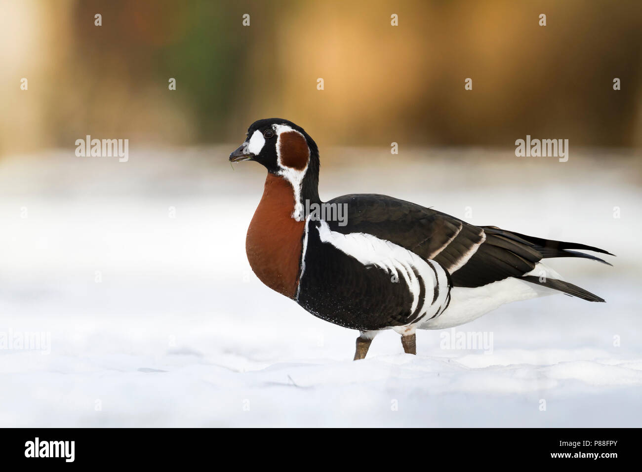 Red-breasted Goose - Rothalsgans - Branta ruficollis, Germany, adult Stock Photo
