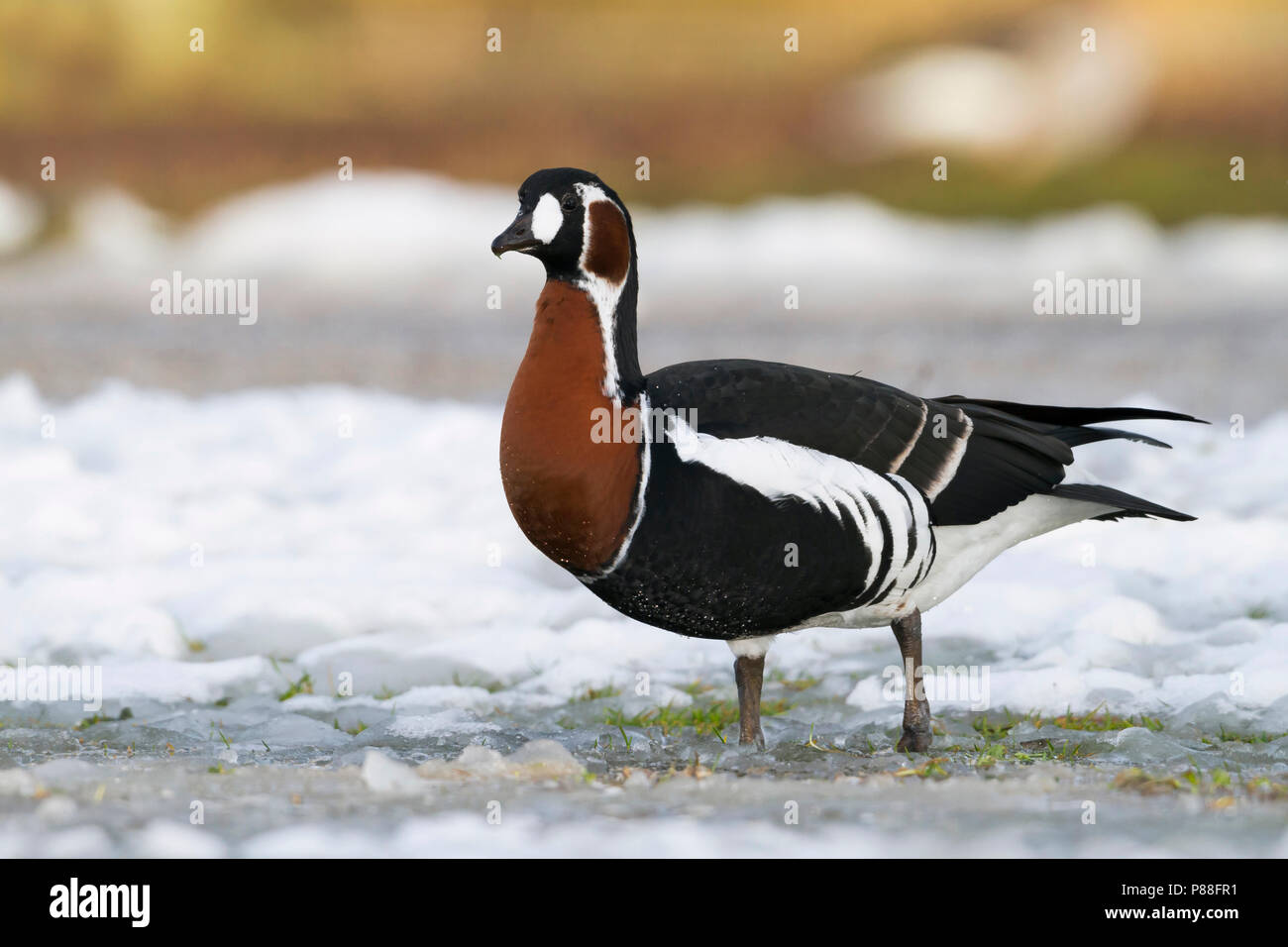 Red-breasted Goose - Rothalsgans - Branta ruficollis, Germany, adult Stock Photo