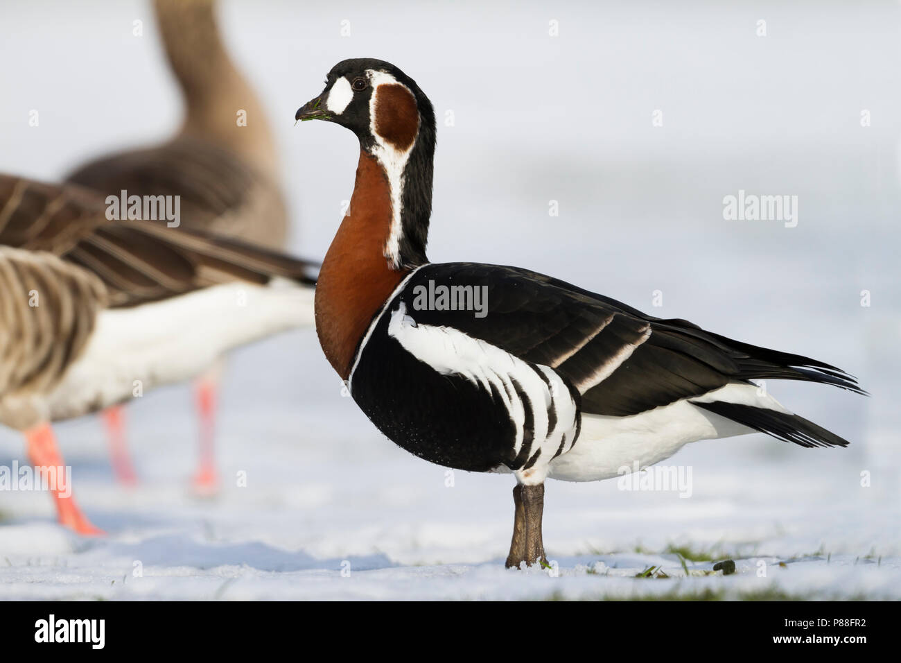 Red-breasted Goose - Rothalsgans - Branta ruficollis, Germany, adult Stock Photo
