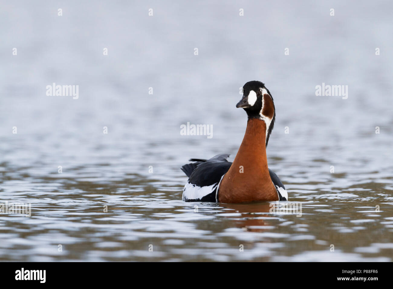 Red-breasted Goose - Rothalsgans - Branta ruficollis, Germany, adult Stock Photo
