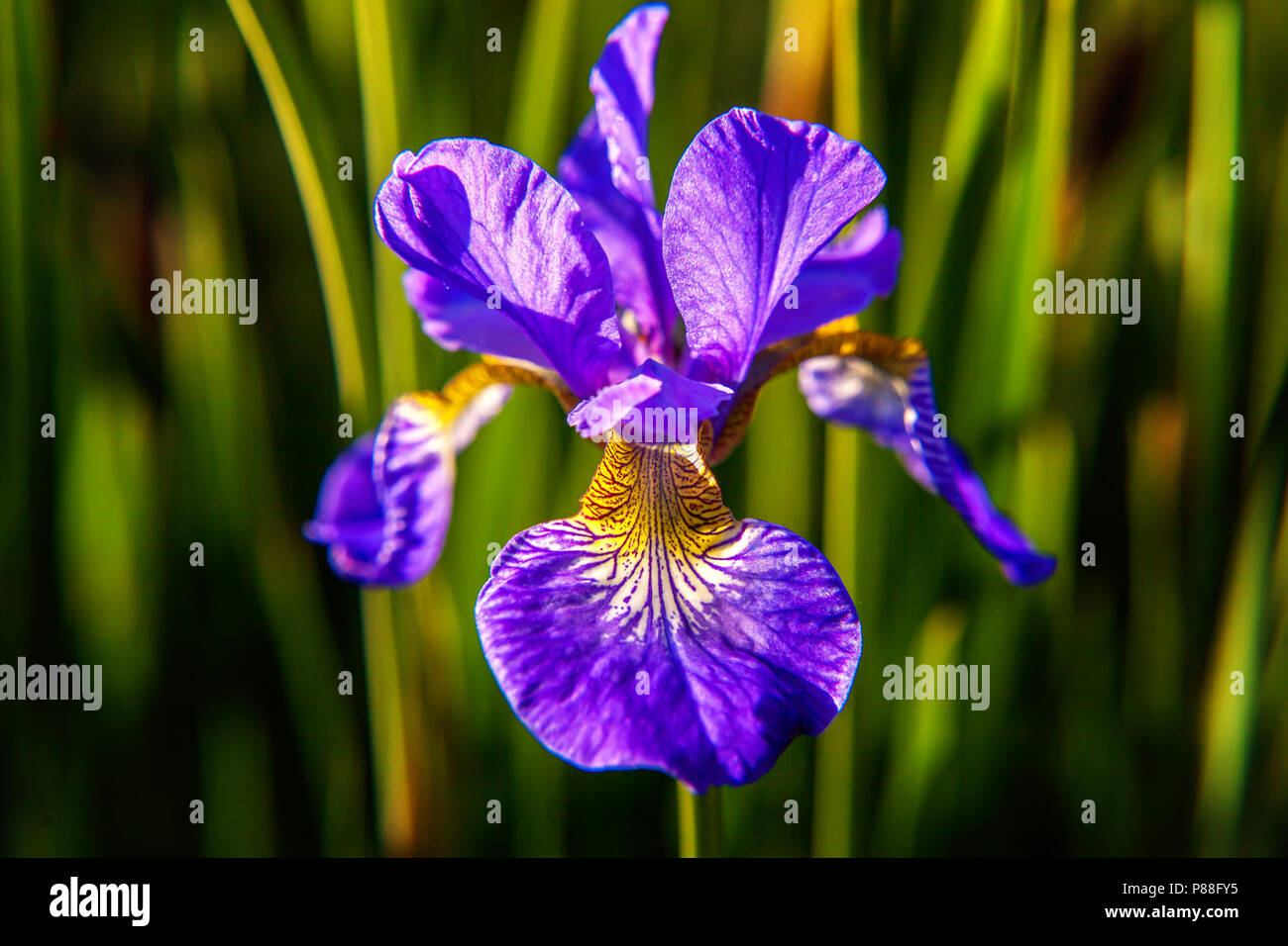 Flower bed with purple irises and blurred bokeh background. Inspirational natural floral spring or summer blooming garden or park. Colorful blooming e Stock Photo