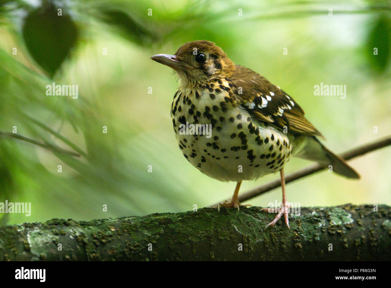 Spotted Ground Thrush (Geokichla guttata) perched on a branch Stock Photo