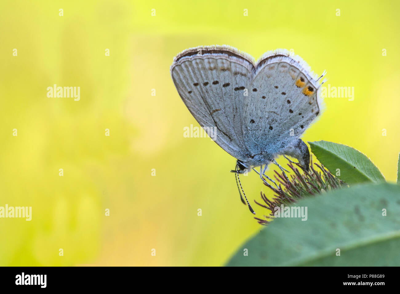 Staartblauwtje, Short-tailed Blue Stock Photo