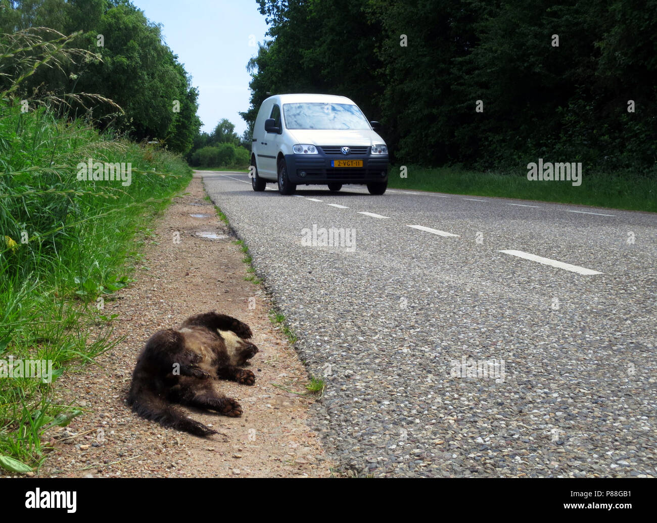 Steenmarter verkeersslachtoffer; Roadkill Beech Marten Stock Photo