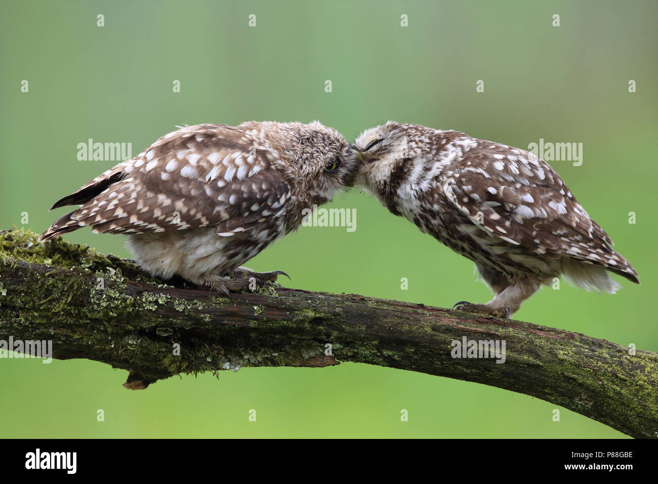 steenuil voert een jong; little owl feeding his young Stock Photo