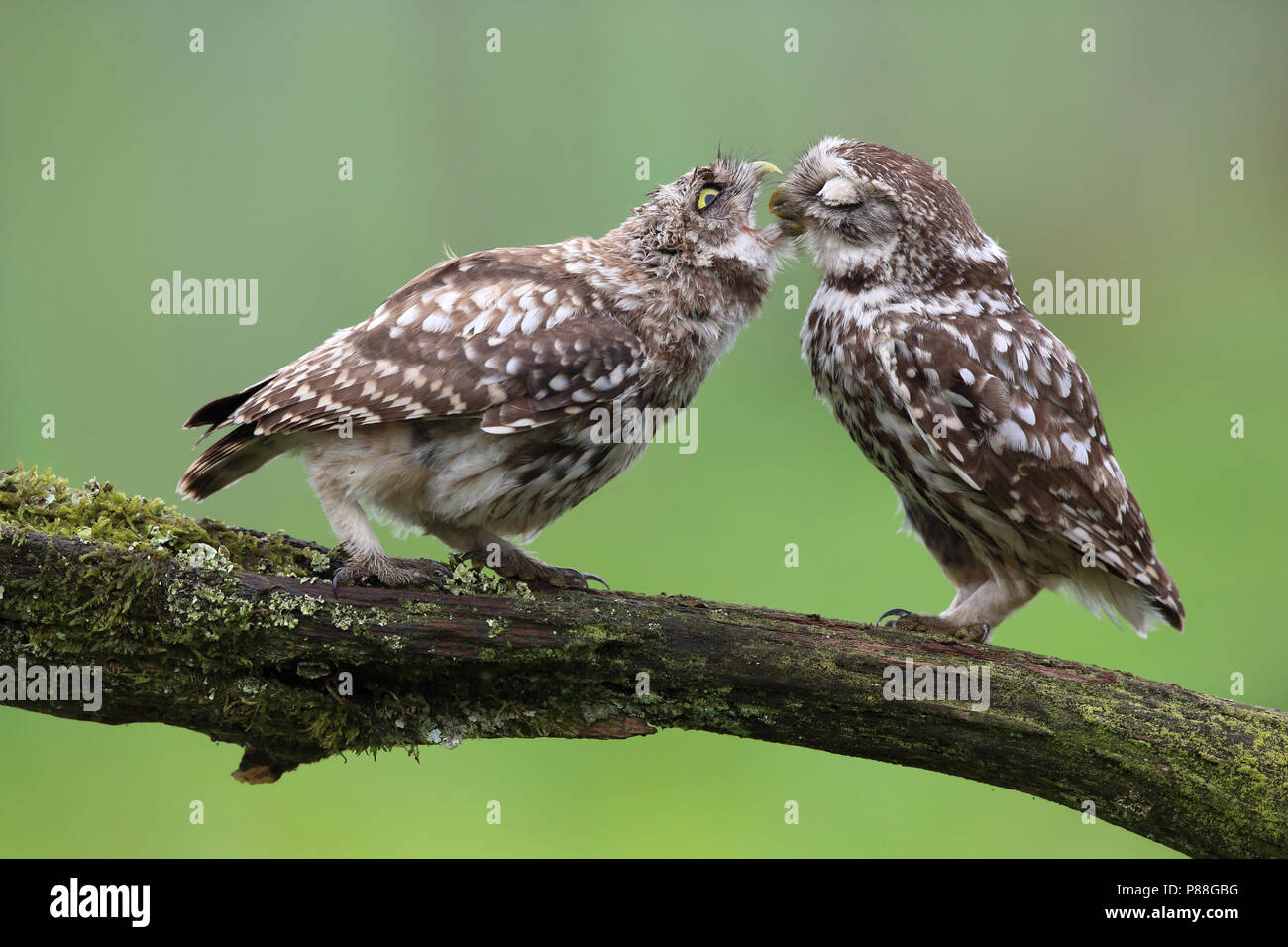 steenuil voert een jong; little owl feeding his young Stock Photo