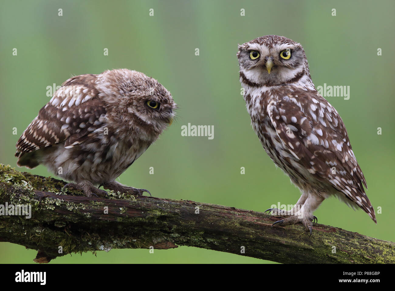 een jonge en een adulte steenuil; a young and an adult little owl Stock Photo
