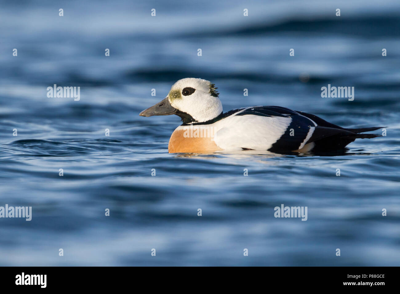 Steller's Eider, Stellers Eider; Polysticta stelleri, Norway, adult male Stock Photo