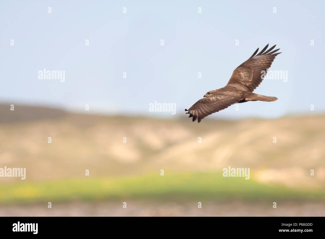 Steppe Buzzard - Falkenbussard - Buteo buteo ssp. vulpinus, Turkey, 2nd cy Stock Photo