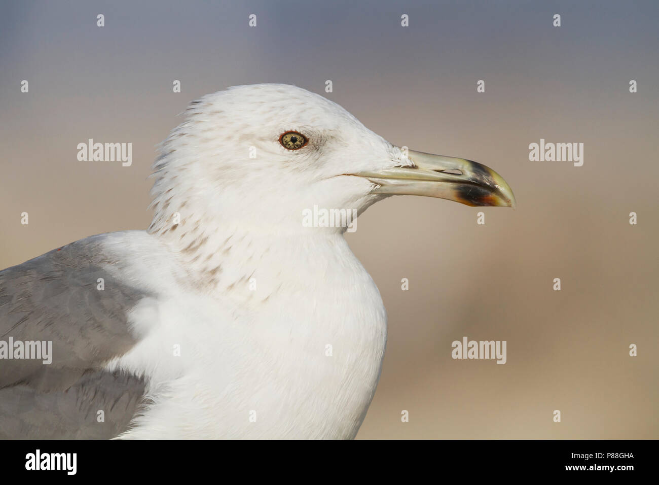 Steppe Gull - Barabamöwe - Larus barabensis, Oman, 2nd W Stock Photo