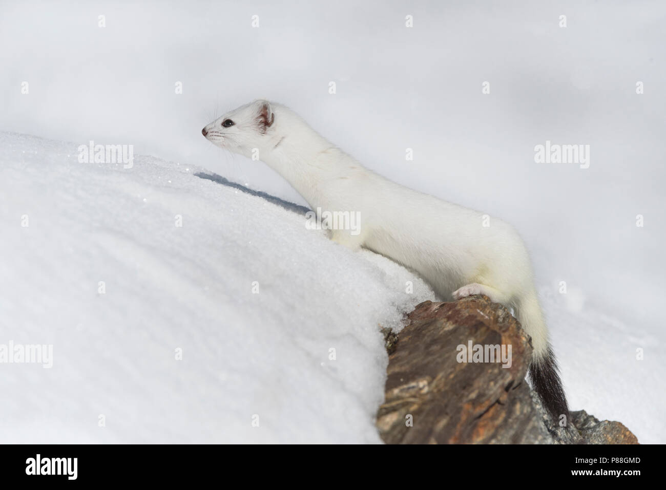 Stoat in the snow, Hermelijn tin de sneeuw Stock Photo